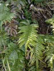 Blechnum montanum. Sterile frond with closely inserted, falcate, stalked pinnae, scarcely reduced at the base of the lamina.
 Image: L.R. Perrie © Te Papa CC BY-NC 3.0 NZ
